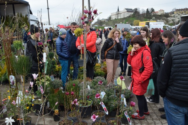 Wiele osób wybrało się na giełdę w Sandomierzu w poszukiwaniu sadzonek i kwiatów
