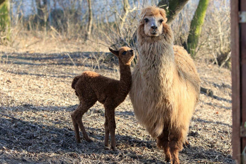 W Ogrodzie Zoobotanicznym w Toruniu tuż przed Bożym...