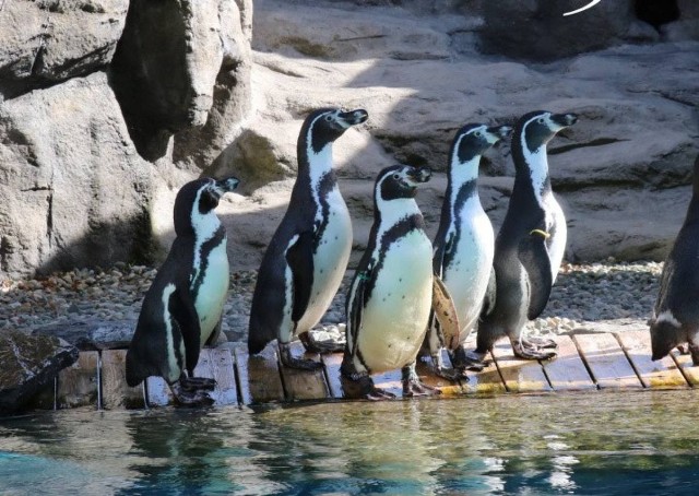 Od środy w chorzowskim zoo ponownie można obserwować kolonię pingwinów korzystającą z basenu zewnętrznego.