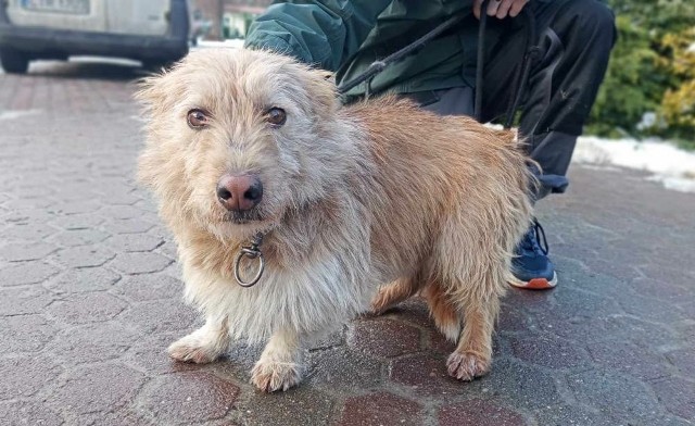 Pies poz. 24/0061Mały pies przywieziony 21 stycznia z miejscowości Pluskowęsy, gm. Chełmża.Zobacz też:Te osoby adoptowały psy z toruńskiego schroniska