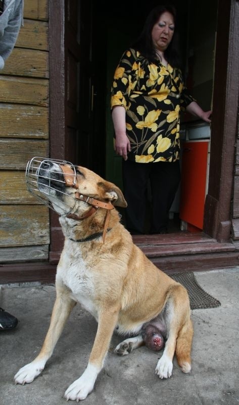 Narośl pod brzuchem suczki wygląda dramatycznie. Pani Emilia patrzy na cierpienia swojego psiego towarzysza ze łzami w oczach.