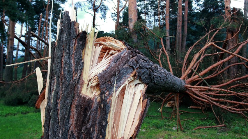 Piwniczna. 40 sekund horroru. Dobę po katakliźmie zniszczony las przeraża [ZDJĘCIA]