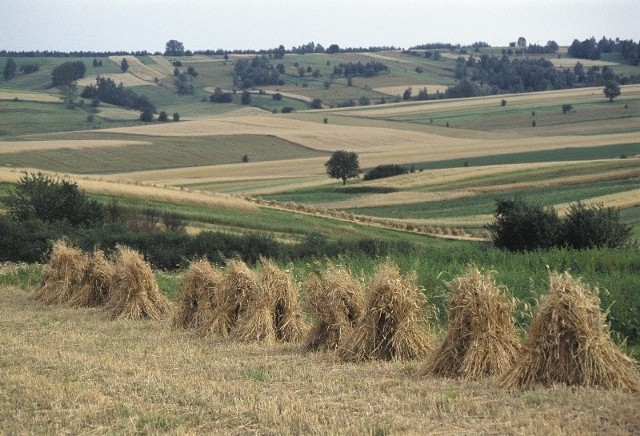 Sprawdź już dziś co słychać na lubuskim portalu strefaagro.pl