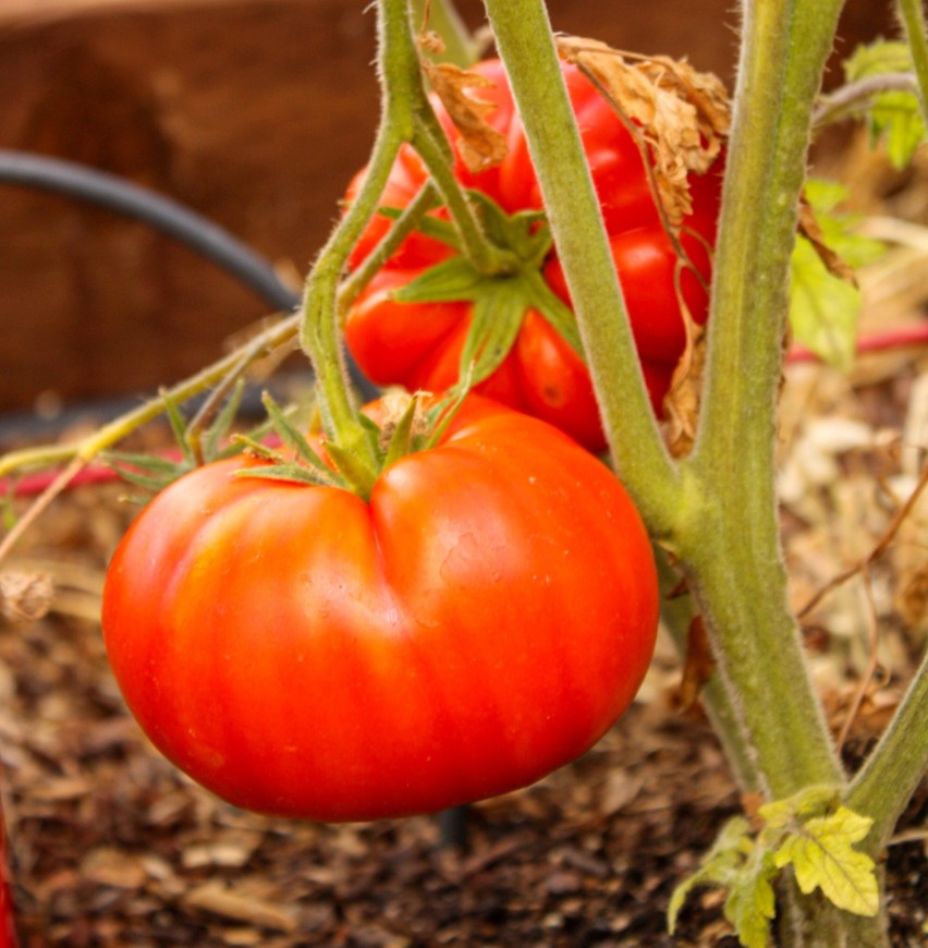 Dorodne i smaczne pomidory można z powodzeniem wyhodować we...
