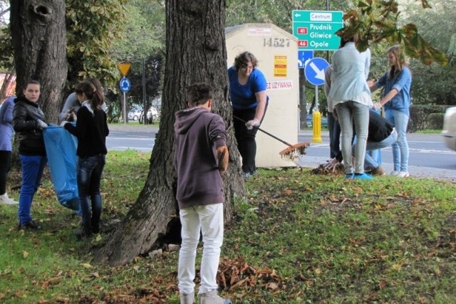 Nyska młodzież grabi liście z larwami szrotówka, które następnie zostaną spalone albo zakopane głęboko w ziemi.