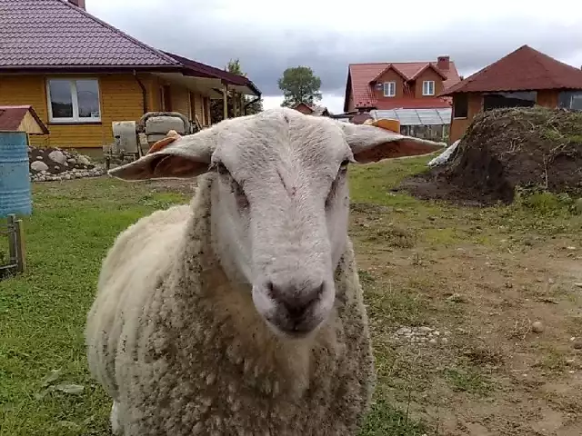 Baran jaki jest, każdy widzi. Ale można zbaranieć, gdy takie zwierzę pojawi się w mieście na trawniku przed domem.