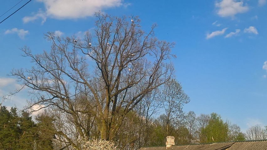 Setki bocianów w Oborczyskach! [ZDJĘCIA]