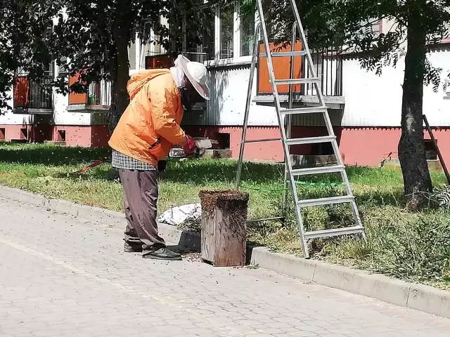 W czwartek dyżurny PSP w Zambrowie odebrał zgłoszenie o niebezpiecznym roju pszczół zlokalizowanym w pobliżu Miejskiego Przedszkola nr 4 w Zambrowie.