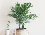 Palma areka to idealna roślina do dżungli w twoim domu. Jak ją uprawiać? Musisz pamiętać o kilku rzeczach