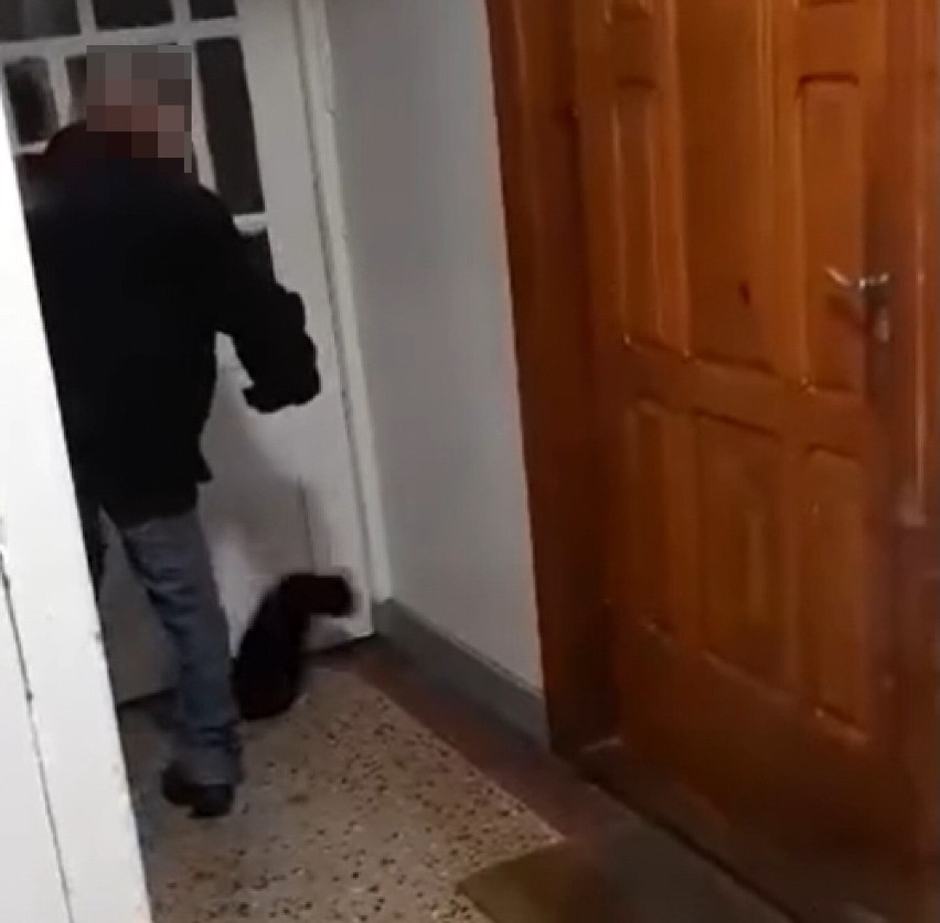 Mieszkaniec Kościerzyny znęcał się nad kotem. Usłyszał zarzuty. Grożą mu 3 lata więzienia