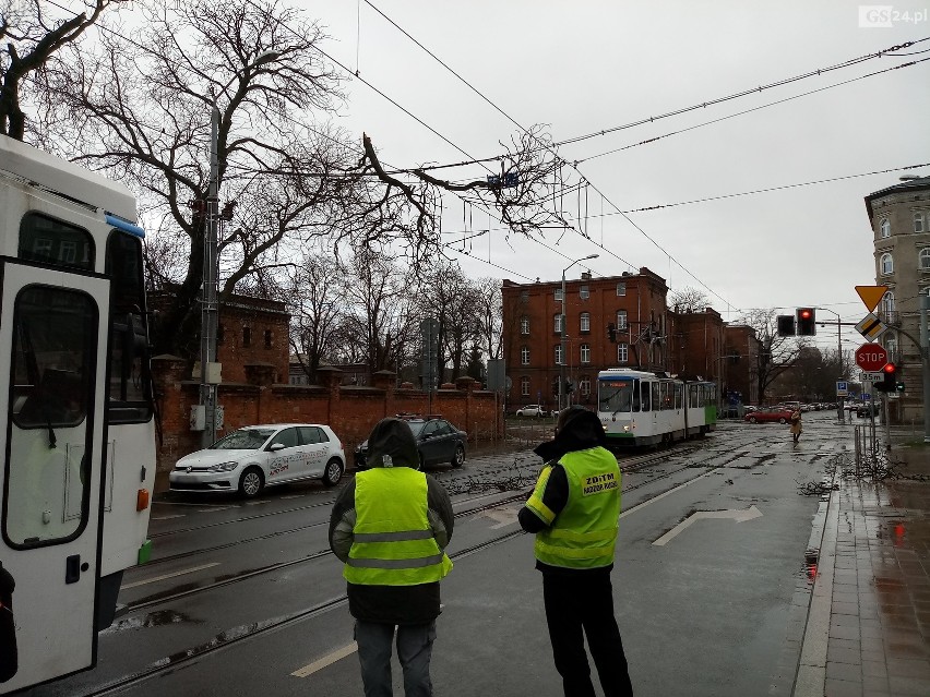 Szczecin. Konar drzewa spadł na trakcję tramwajową. Są utrudnienia