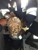 Radziszów. Strażacy ratowali sowę. Ptak utknął w kominie, akcja ratunkowa powiodła się. "Więzień odleciał"