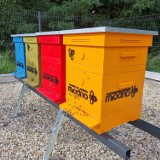 Przy Platanie w Zabrzu stanął dom dla blisko 200 tysięcy pszczół. Pasieka będzie prowadzona przez Śląskie Miody – Pasieki Miejskie