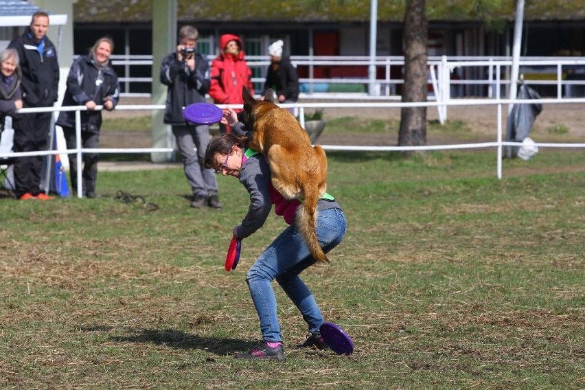 Konkurs psiego freesbie w Opolu.