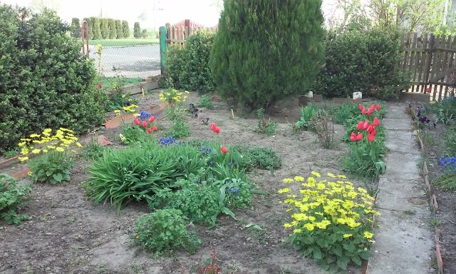 Ogród majowyOgródki przydomowe nabrały barw. Za chwilę pojawią się kielichy kwiatów bylin kwitnących w maju i czerwcu.