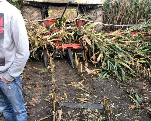 - Sprawca umyślnie uszkodził sprzęt przywiązując do kolb kukurydzy kawałki metalu, które bardzo poważnie uszkodziły maszynę. Nie dokonała tego przypadkowa osoba, tylko ktoś, kto ma wiedzę na temat budowy sieczkarni - wskazuje pan Bartłomiej. Koszt naprawy maszyny oszacowano na 70-80 tys. złotych.Następne zdjęcia na kolejnych stronach.Niestety, problem z pułapkami czyhającymi na polach kukurydzy nie jest nowością. Na Facebooku wrze. Przykładowe komentarze:- U nas w okolicy Makówca tak samo ktoś wiesza, tyle że wałki. Widziałem wiele razy maszynę rozwalona od walka kwasoodpornego, ale nigdy nie widziałem, żeby tak walnelo, że wannę dolną zwaliło-  Szczerze współczuję właścicielowi. Ogólnie mało się o tym mówi. Z tego co słyszałam, problem dotyczy całego kraju, nie tylko naszej gminy czy powiatu. Jest na tyle poważny, że powinno się tym zainteresować Ministerstwo Rolnictwa- I to jest polskie piekiełko- Dobrze, że operator nie zginął!