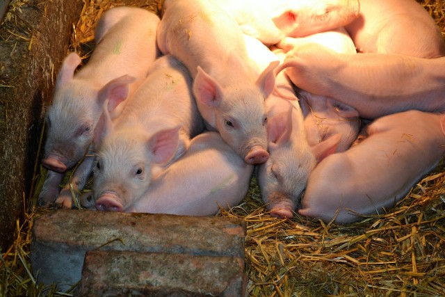 Pomoc ma poprawić sytuację finansową producentów świń.