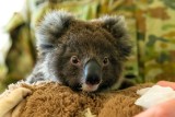Jak zaadoptować australijskiego misia koala? Możesz to zrobić i ty