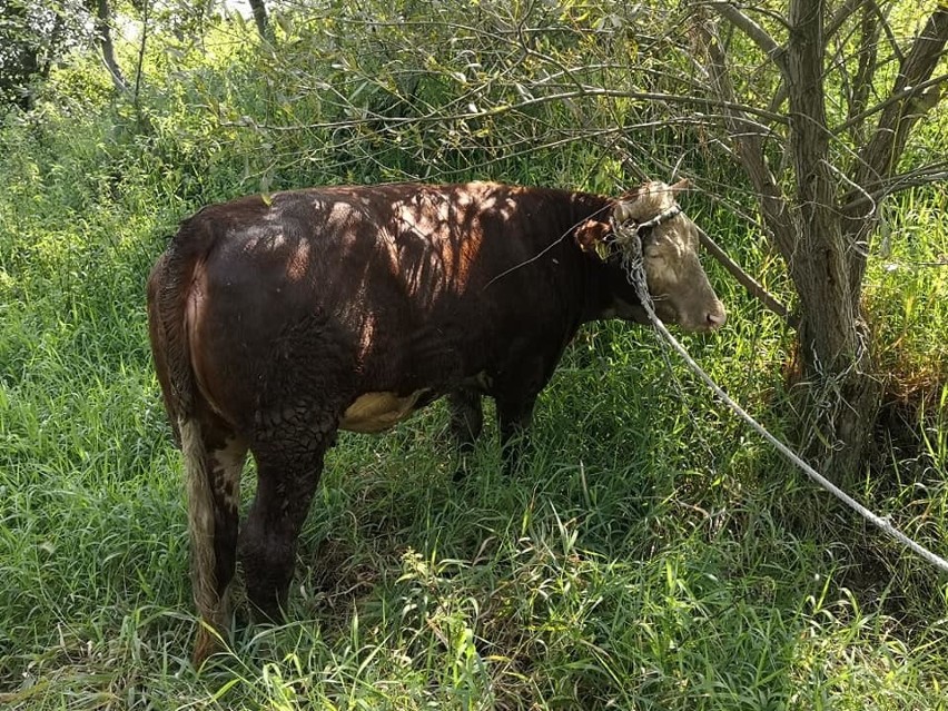 Łowczów. Krowa wpadła do rzeki Białej. Zwierzęciu pomogli strażacy