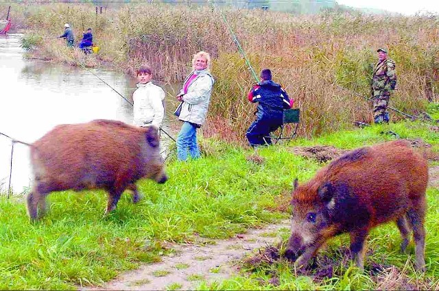 Te młode dziki gustują w pozostawianych na brzegu rybach oraz chlebie, którym dokarmiają je wędkarze.