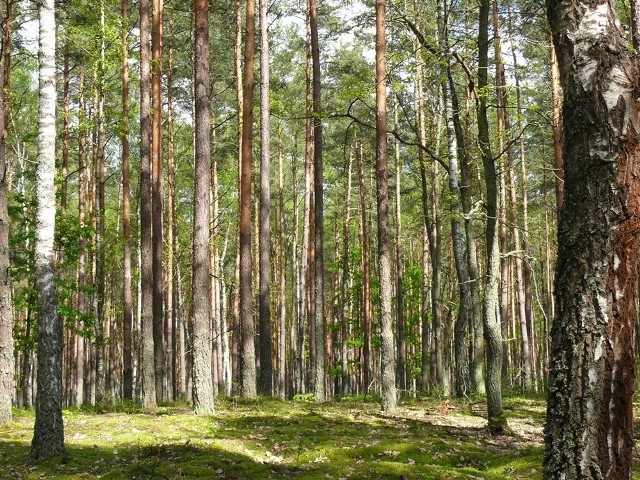 Las w okolicy Jamnicy.