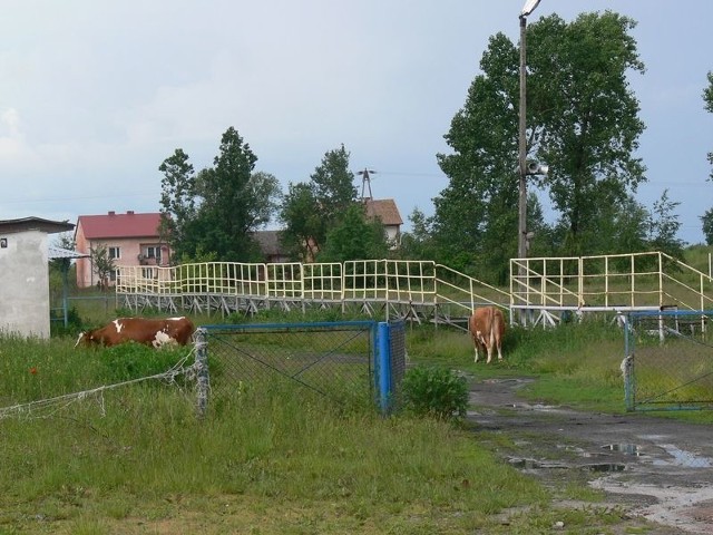 Dwa lata od zapowiedzi o remoncie, na boisku w Sobowie rośnie trawa i pasą się krowy a sympatycy piłki nożnej pytają, gdzie są pieniądze na jego modernizację