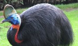 USA: 75-latek zmarł po zaatakowaniu przez kazuara. To jeden z najgroźniejszych ptaków na świecie