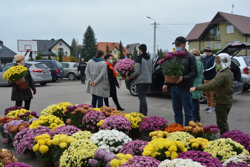 "Akcja chryzantemy" w Olszewie-Borkach cieszyła się dużym zainteresowaniem mieszkańców. Rozdano blisko 300 chryzantem! 8.11.2020