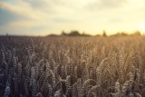 Nadchodzi drożyzna? Analitycy ostrzegają – ceny pszenicy będą najwyższe od 20 lat