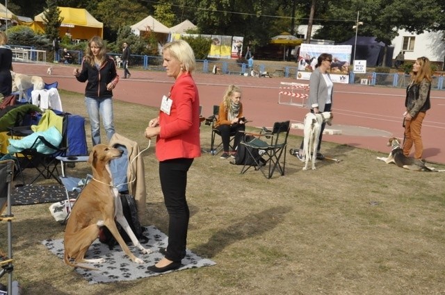 Piękne psy rasowe na wystawie! (ZOBACZ ZDJĘCIA)