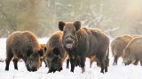 Masowy odstrzał dzików jest sprzeczny z etyką myśliwych