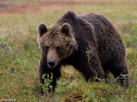 "Elektroniczne pastuchy" mają chronić gospodarstwa przed niedźwiedziami.