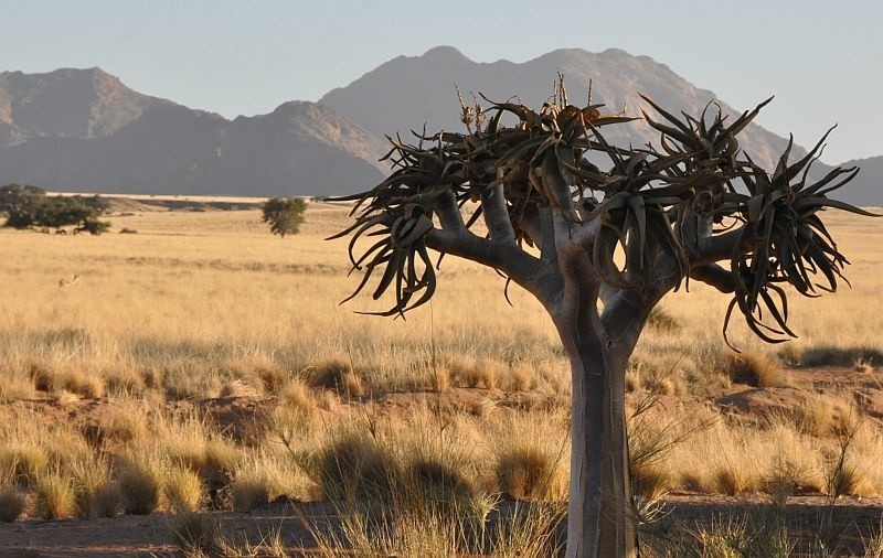 Namibia. Wędrówka po pomarańczowych wydmach