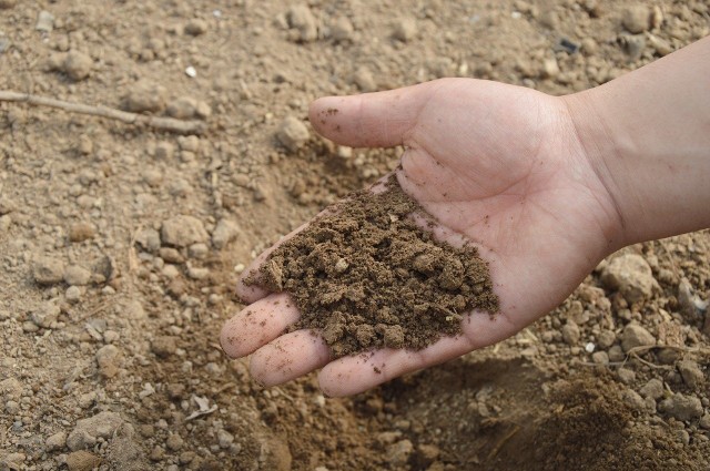 Centrum Doradztwa Rolniczego w Brwinowie zaleca pobranie do badania próbki reprezentatywnej (zbiorczej) – powstałej z wymieszania wielu próbek pojedynczych – reprezentującej gleby z całej analizowanej powierzchni.