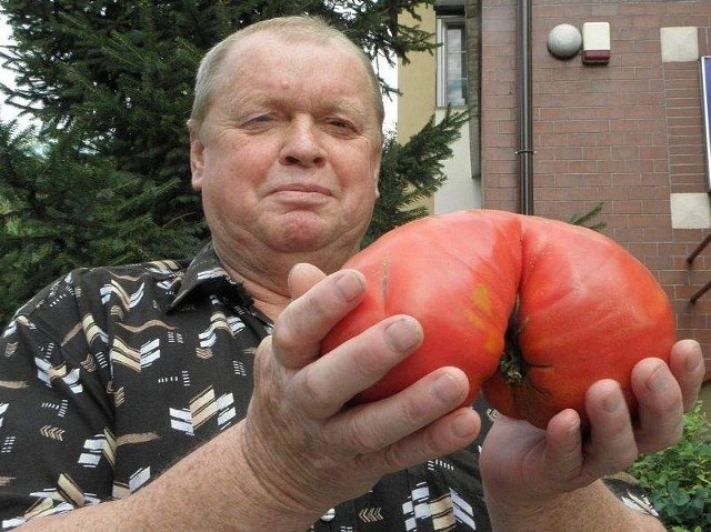 Grzegorz Łukasiewcz z Ostrowa Krzyckiego prezentuje pomidora ważącego aż 1,3 kilograma