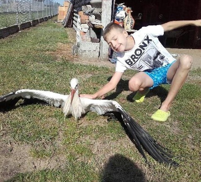 Wczoraj na jednym z pól w Wysokiem Mazowieckiem leżał ranny bocian. Nie cierpiał jednak długo. Znalazł go i zajął nim Bartek.