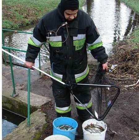 - Na odcinku pół kilometra rzeka była zasłana martwymi rybami - opowiada strażak Mariusz Korczyc