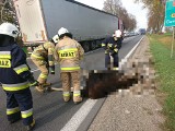 Wypadek na DK 8. Łoś zderzył się z samochodem ciężarowym przed Suchowolą. Martwe zwierzę strażacy ściągali na pobocze [ZDJĘCIA]