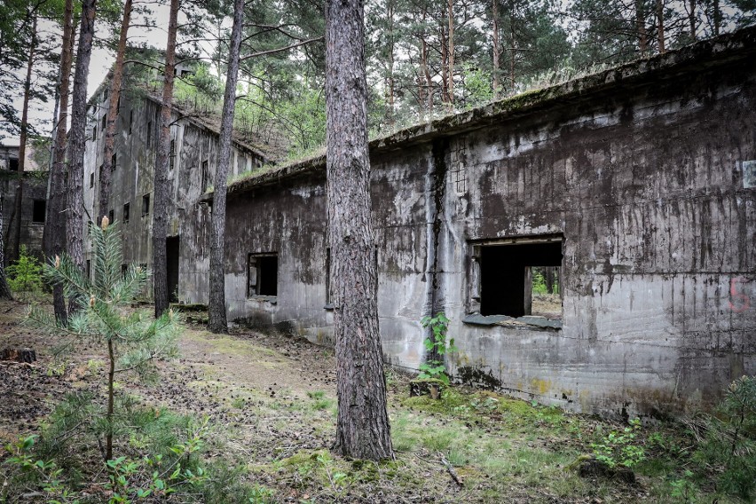 Z lasem pod Nowogrodem Bobrzańskim wiąże się wiele tajemnic,...