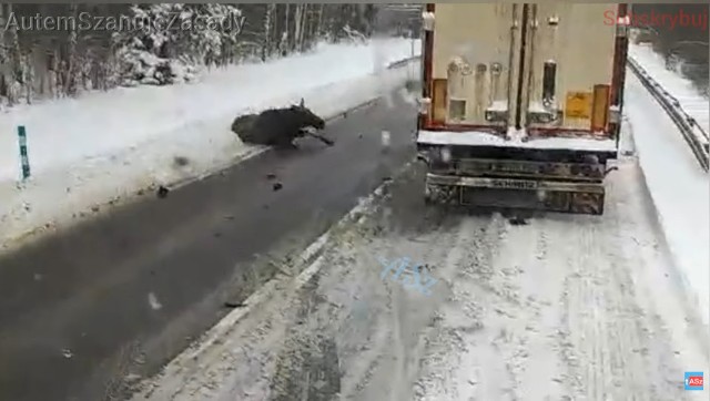 Zwierzę samodzielnie wstało po wypadku