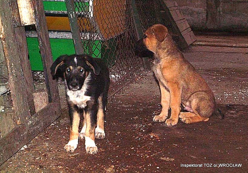 Psy na targowisku trzymane w skandalicznych warunkach [ZDJĘCIA]