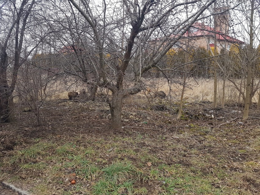 Atak dzików w Zawierciu nastąpił 30 grudnia, około godziny...