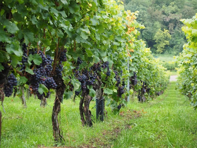 60 proc. polskiej produkcji stanowią wina białe, szybko rozwija się produkcja win musujących, zwiększa się także produkcja win różowych kosztem win czerwonych.