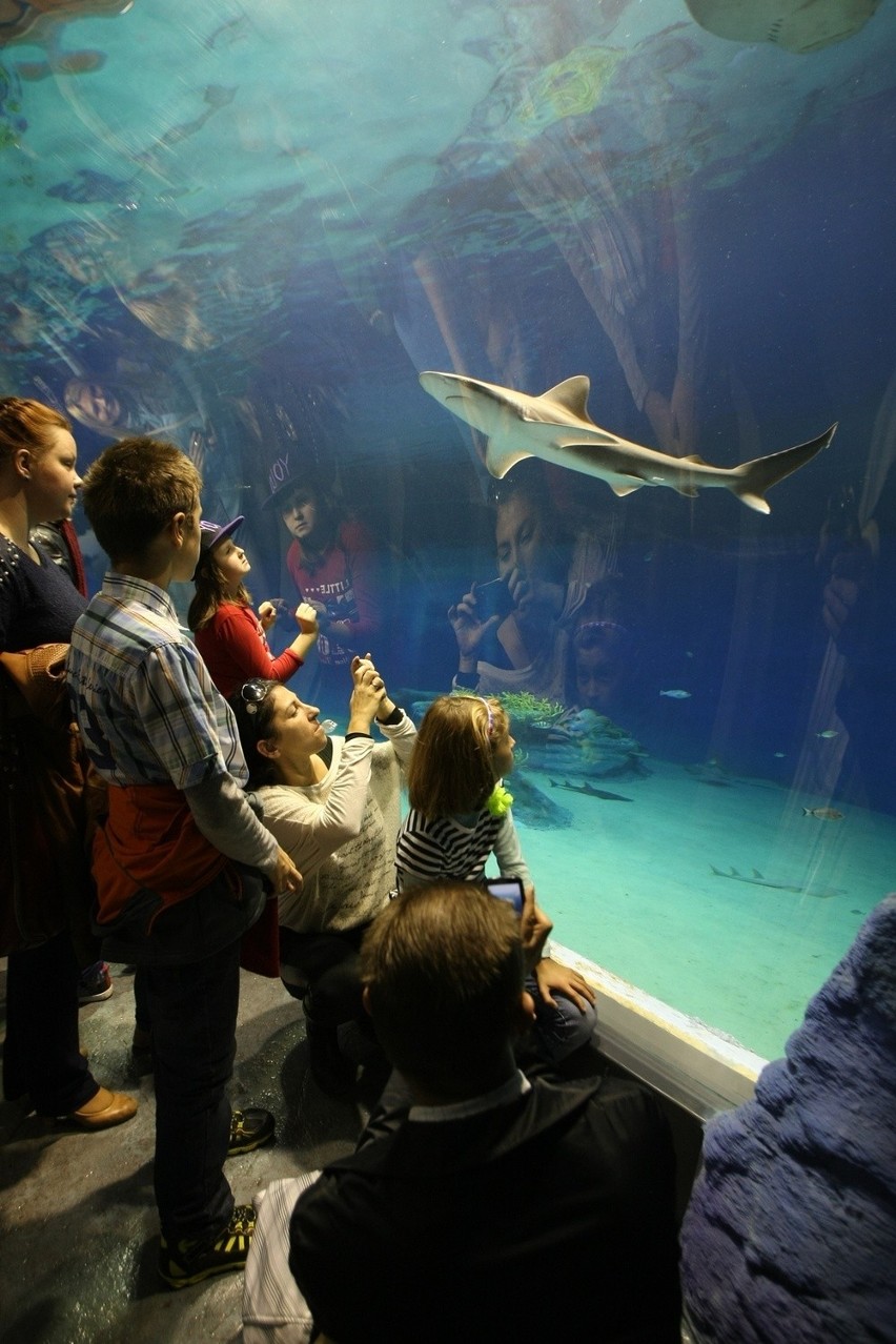 Tysiące wrocławian odwiedziły Afrykarium (ZDJĘCIA, BILETY, MAPY, DOJAZD, PARKOWANIE)