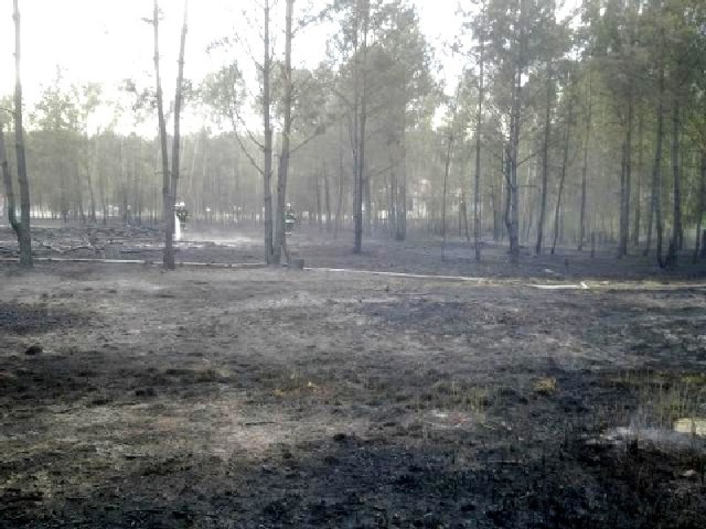 Pożar lasu w Turznicach