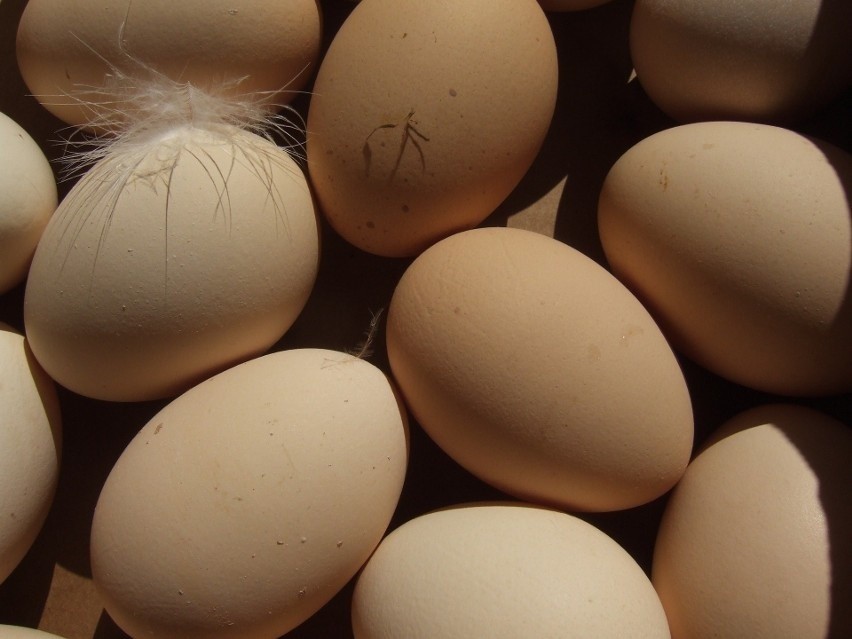 Jajka można przygotowywać na wiele sposobów. Są nie tylko...