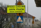 Ptasia grypa na Dolnym Śląsku. Wrocław w strefie zagrożonej zjadliwym wirusem. Są obostrzenia!