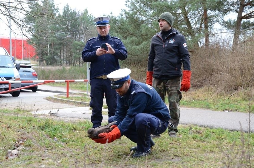 Myszołów uratowany przez gdańskich policjantów na Trasie Sucharskiego, wrócił na łono natury [zdjęcia, wideo]
