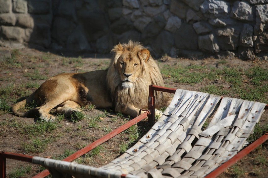 Bolek trafił do śląskiego zoo w 2016 rok. Miał wtedy rok....