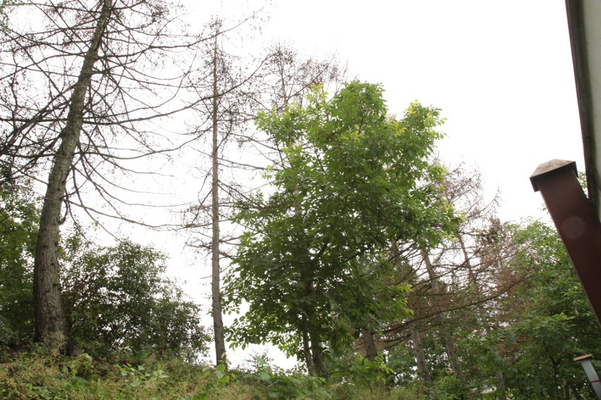 Władze Rzeszowa podjęły decyzję o wycince 16 obumarłych już drzew przy ul. Mikołajczyka [ZDJĘCIA]